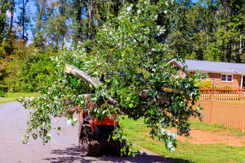 Tree Branch Cutting detail