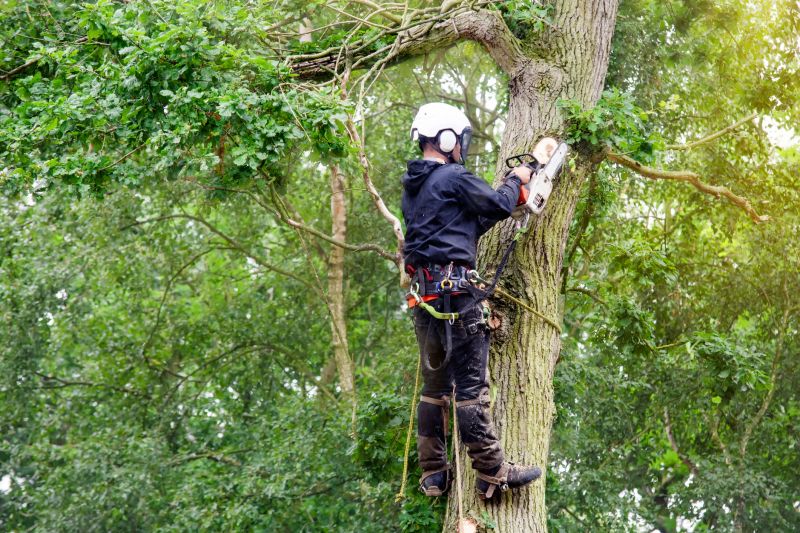 Arborist Climbing