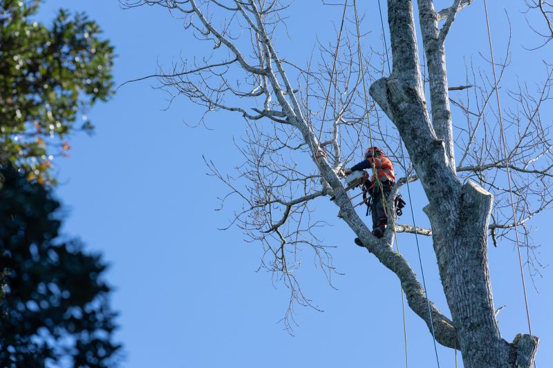 Arborist Using Climbing Gear