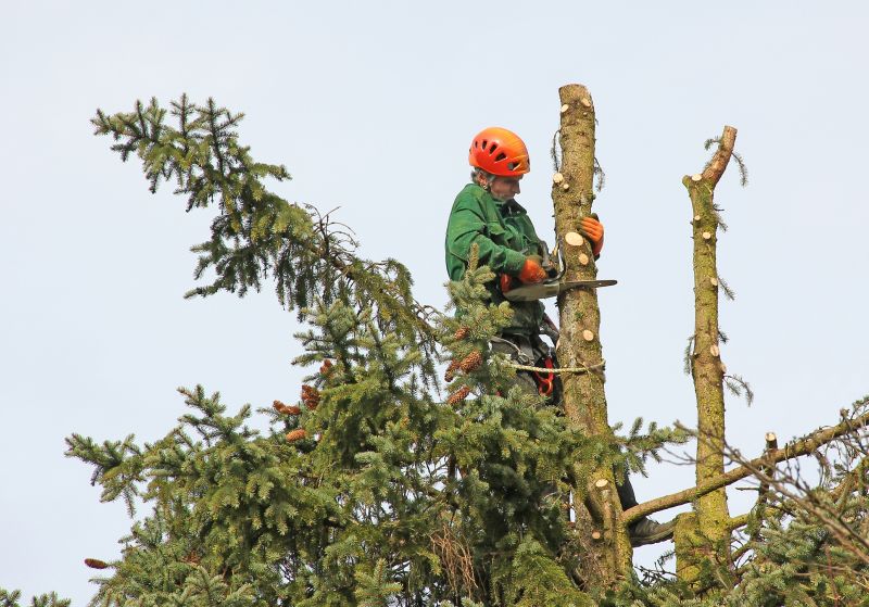 Tree Trimming Equipment