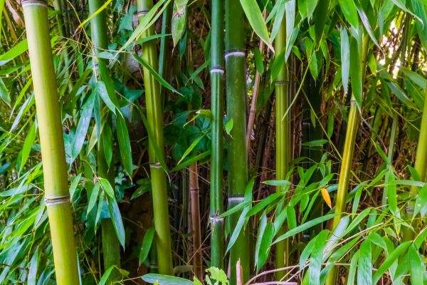 Bamboo Trimming in Dothan