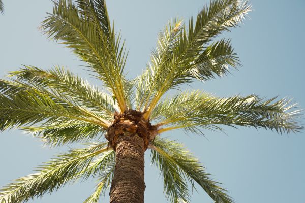 Palm Tree Pruning in Dothan