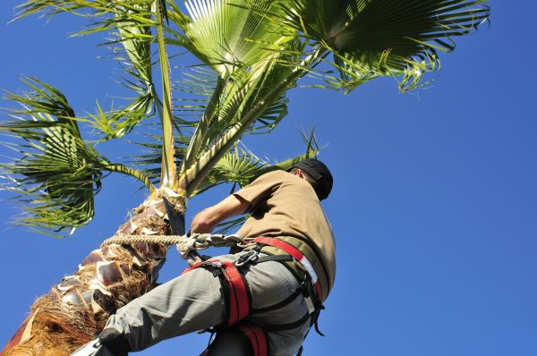 Palm Tree Trimming in Dothan
