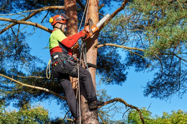 Tree Service in Dothan