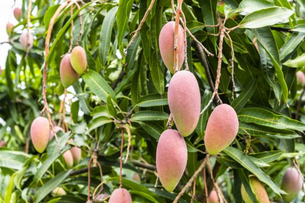 Mango Tree Trimming in Dothan