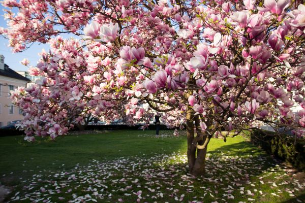 Ornamental Tree Pruning in Dothan