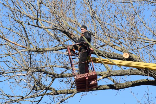 Emergency Tree Trimming in Dothan