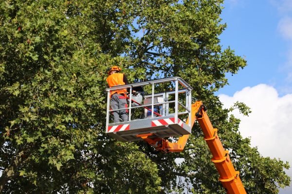 Commercial Tree Service in Dothan