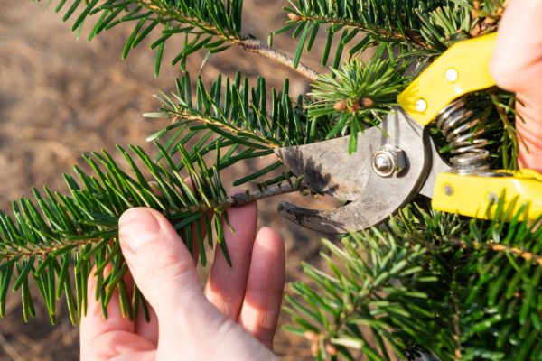 Pine Tree Pruning in Dothan