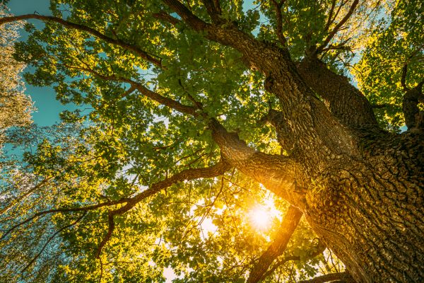 Oak Tree Pruning in Dothan