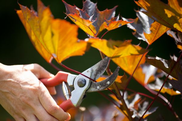 Maple Tree Pruning in Dothan