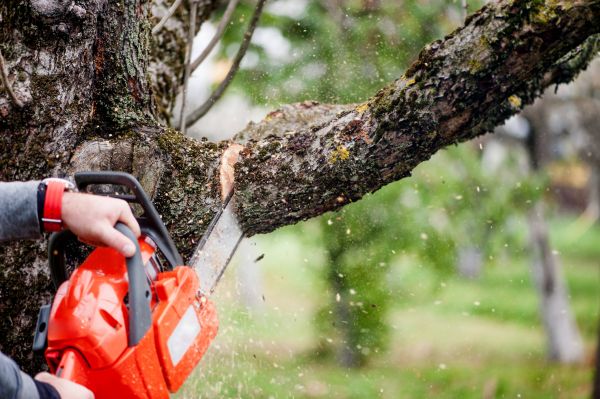 Tree Limbs Removal in Dothan