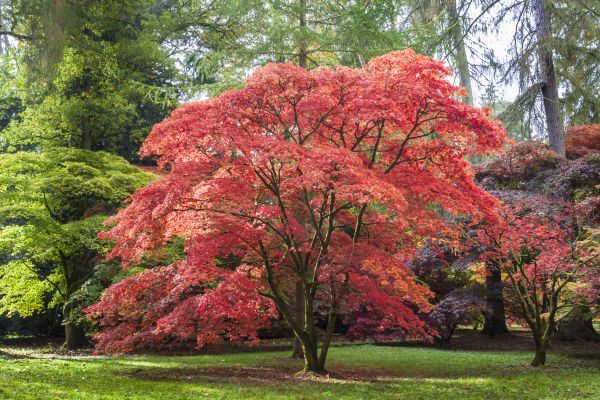 Japanese Maple Pruning in Dothan
