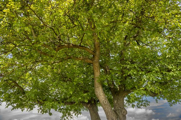 Walnut Tree Trimming in Dothan