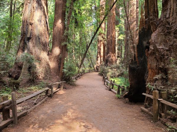 Redwood Tree Pruning in Dothan