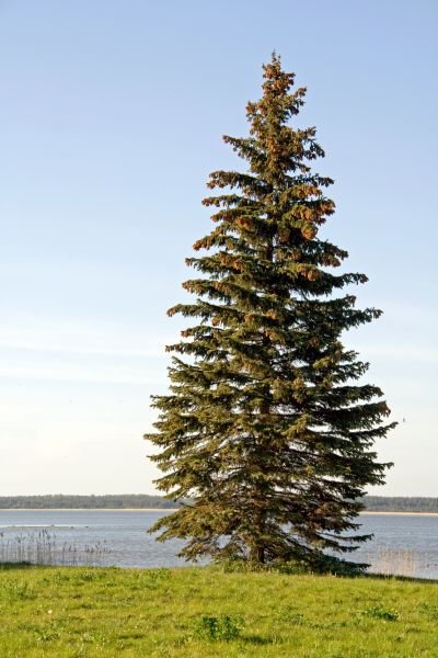 Spruce Tree Pruning in Dothan