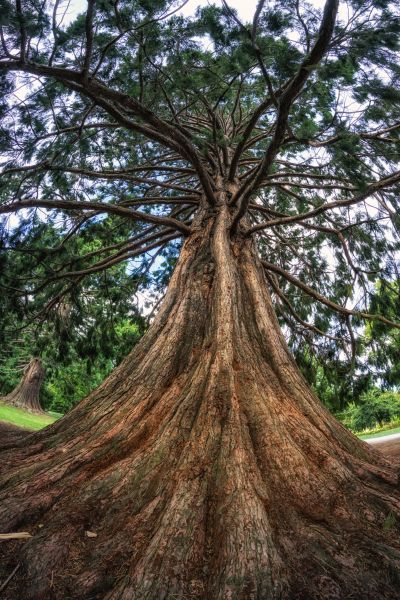 Cedar Tree Pruning in Dothan