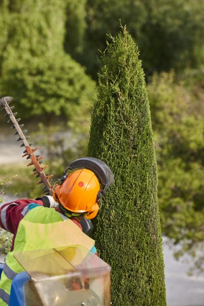 Cypress Tree Trimming in Dothan