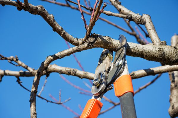 Peach Tree Trimming in Dothan