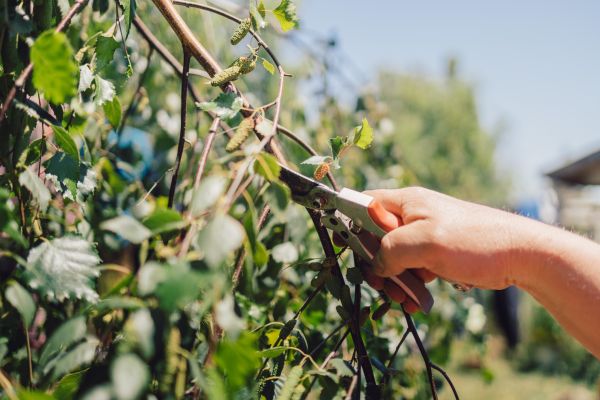Birch Tree Pruning in Dothan