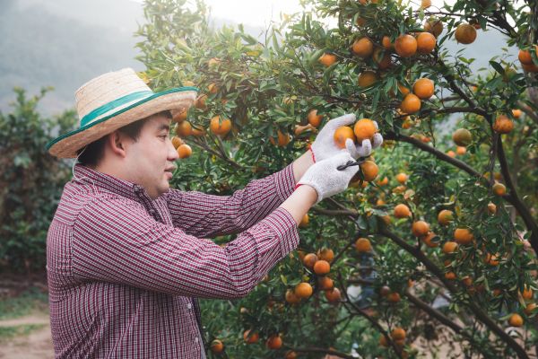 Orange Tree Pruning in Dothan
