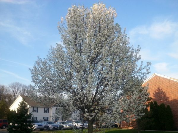 Bradford Pear Tree Pruning in Dothan