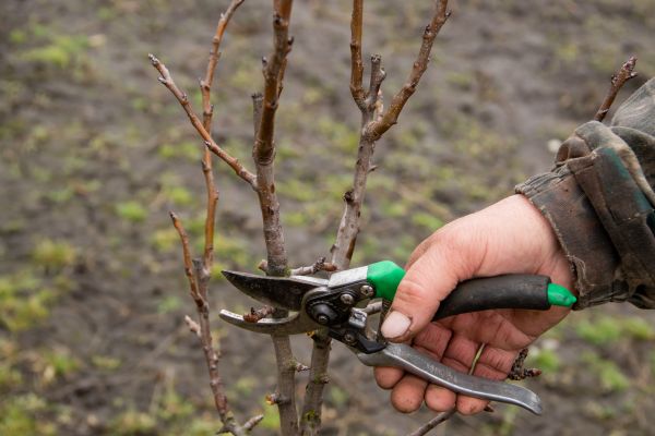 Pear Trees Pruning in Dothan