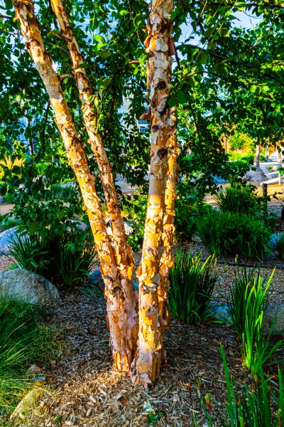 River Birch Trimming in Dothan