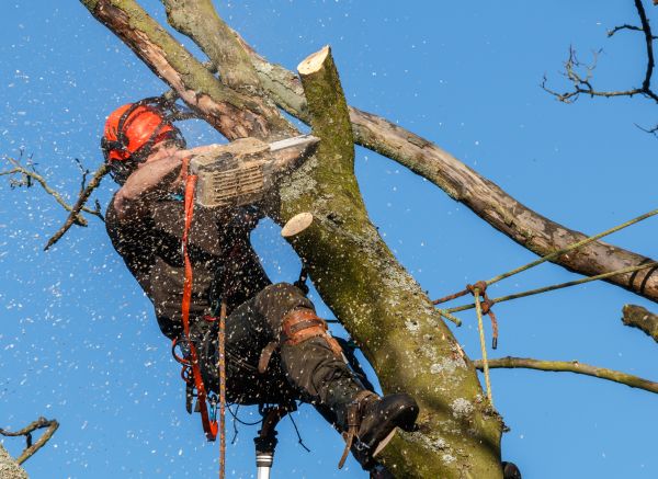 Tree Trimming Service in Dothan