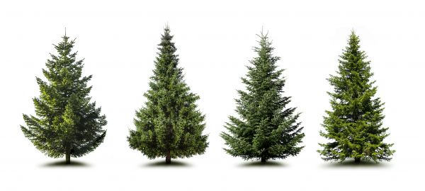 Cost of Pine Tree Trimming in Dothan