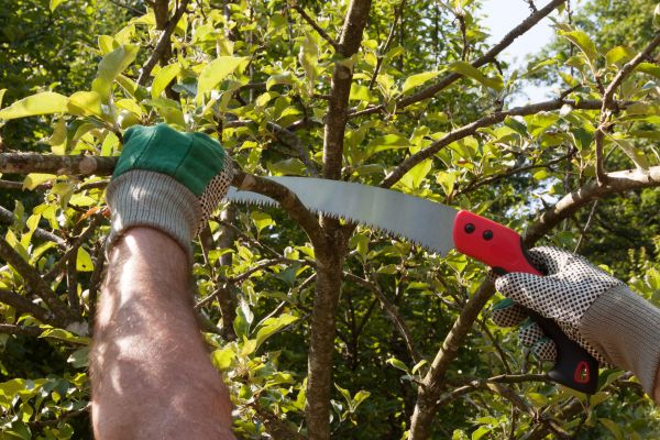 Apple Tree Trimming in Dothan